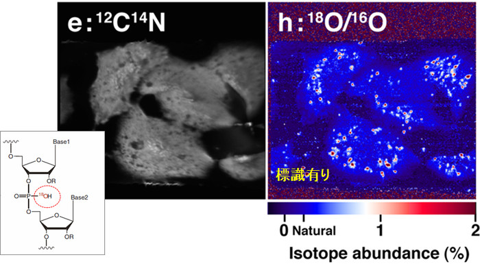 同位体顕微鏡システムの画像2