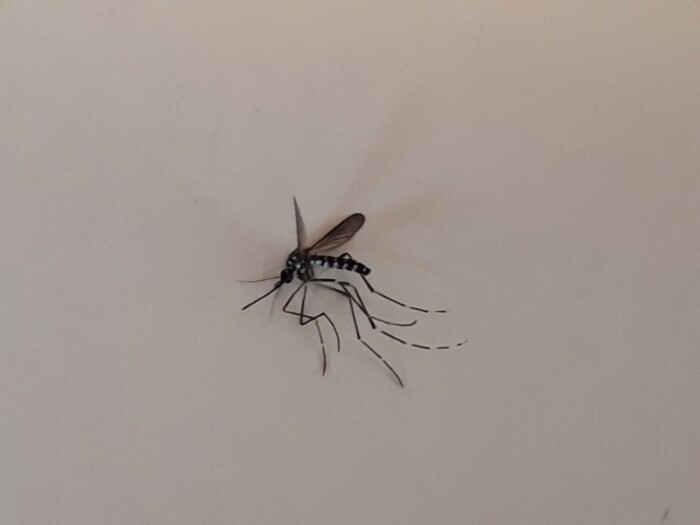 【忌避・殺虫試験】蚊・ダニ・ゴキブリなど害虫を用いた試験（薬剤・装置の効果確認・評価試験）の画像1