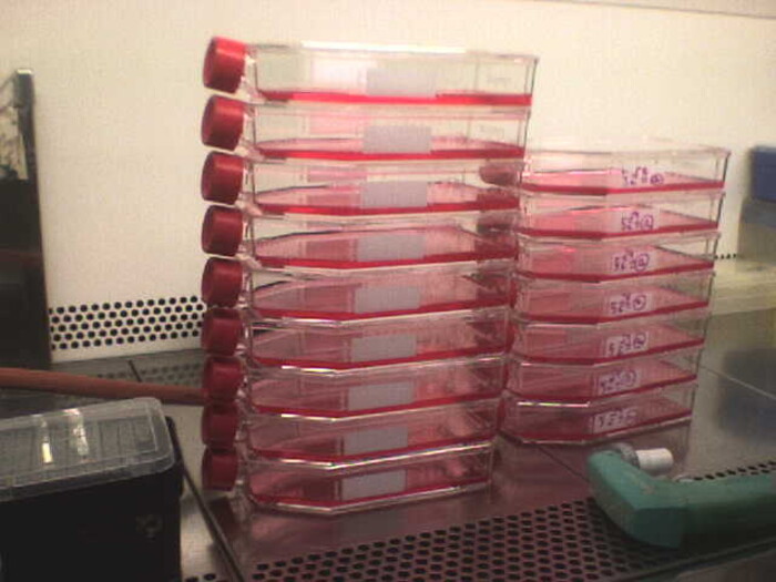 研究用セルバンク作製の画像1