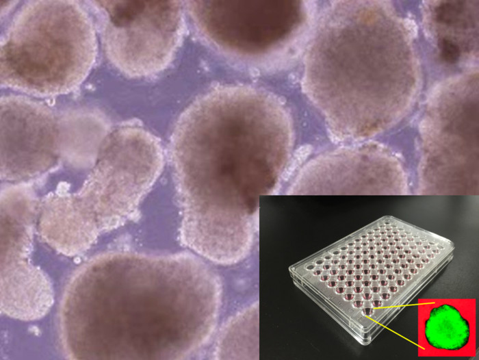 iPS細胞の心筋細胞への分化誘導サービスの画像1