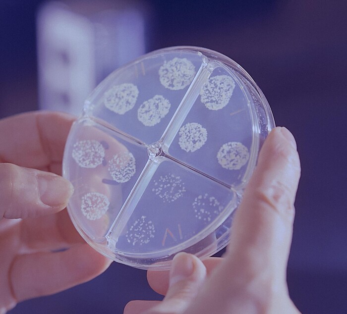 【有効成分の検証、オリジナル製品の開発等】腸内細菌解析・動物実験・食品開発の画像1