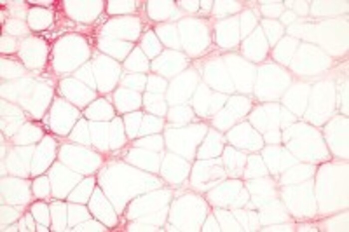 培養から毒性安全性評価まで/幹細胞の細胞加工委託の画像1