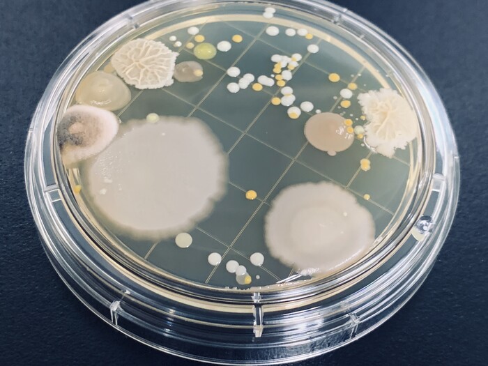 新製品開発に向けた微生物（細菌、酵母、カビ）の分離・培養の画像1
