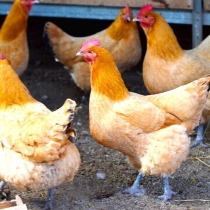 【鳥インフルエンザ H5N1 も対応】家畜伝染病等のウイルス不活化試験の画像1