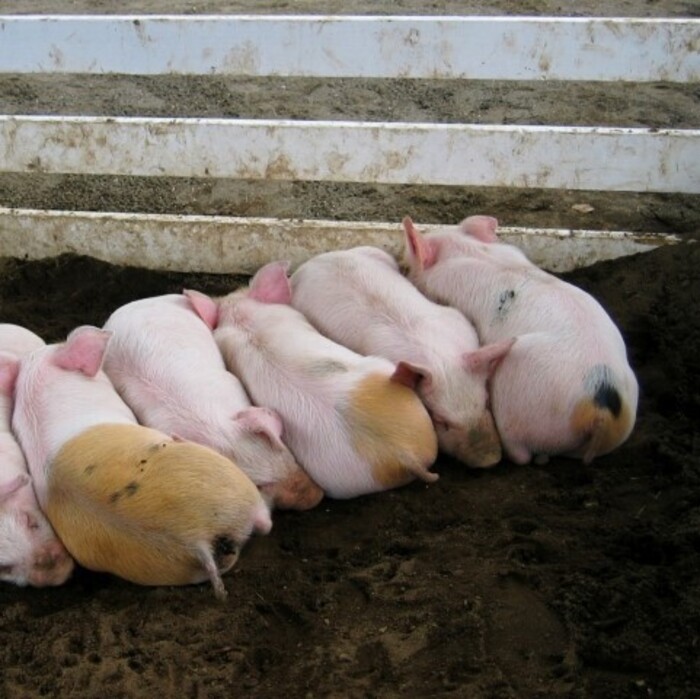 【鳥インフルエンザ H5N1 も対応】家畜伝染病等のウイルス不活化試験の画像3