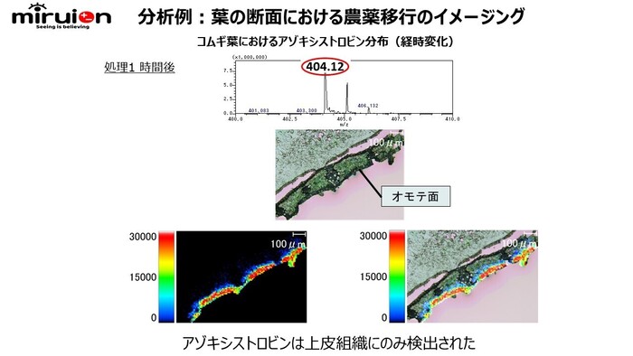 植物、農薬等の研究に使える！植物、昆虫中の農薬等各種成分分布可視化サービスの画像4