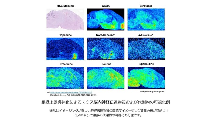 神経伝達物質の分布を可視化！質量分析イメージングを用いた神経伝達物質イメージングの画像1