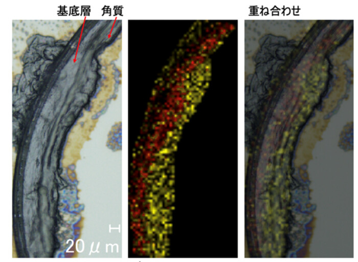 化粧品等の浸透性の評価に使える！質量分析イメージングを用いた各種成分可視化の画像1