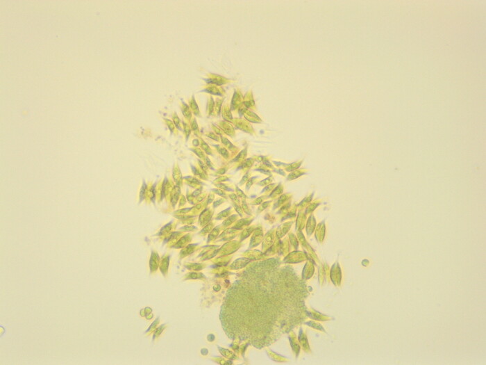 藻類の配列解析の画像1