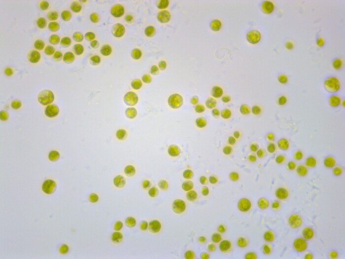藻類の配列解析の画像2