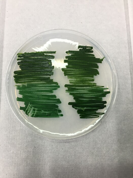 藻類の配列解析の画像3