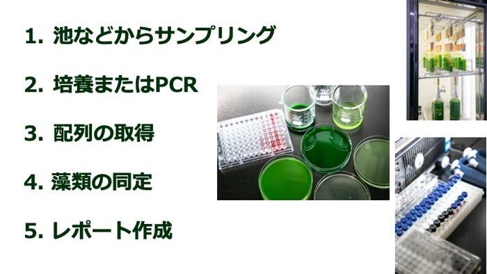 藻類の配列解析の画像4