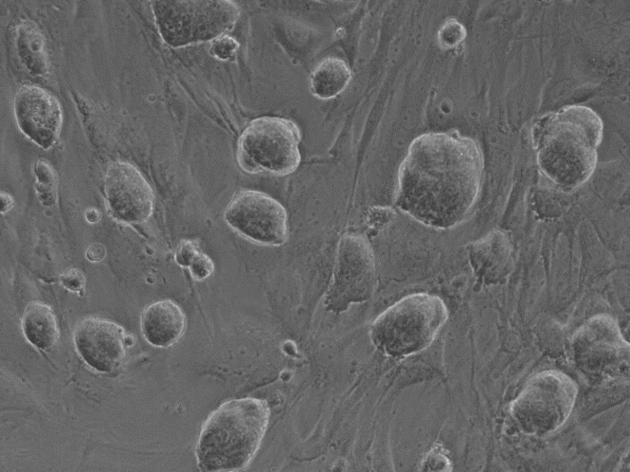 変異マウスES細胞の樹立 (cKO, KI)の画像1