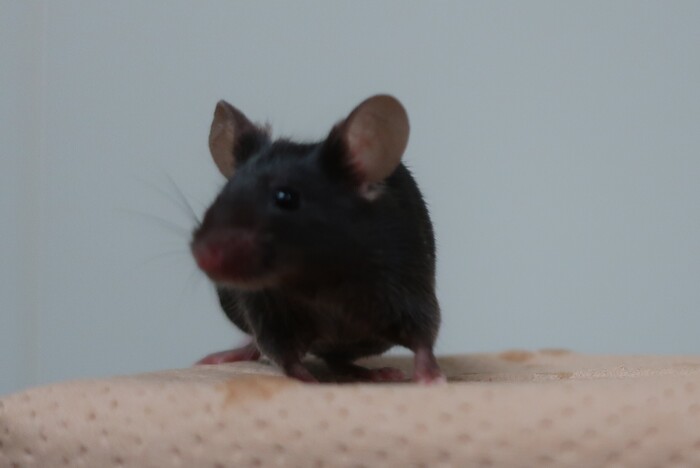 トランスジェニックマウスの作製の画像1