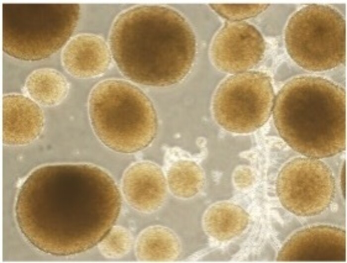 培養細胞を用いた化合物や天然物等の機能評価の画像1