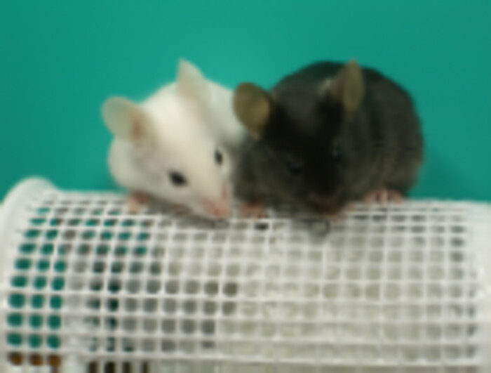 モノクローナル抗体作製（マウス・ラット）の画像1