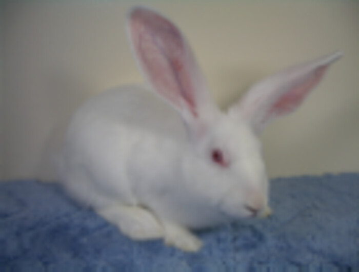 ポリクローナル抗体作製（ウサギ・モルモット・ラット・マウス）の画像1