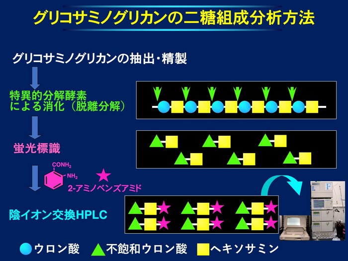 グリコサミノグリカン糖鎖の分析の画像1
