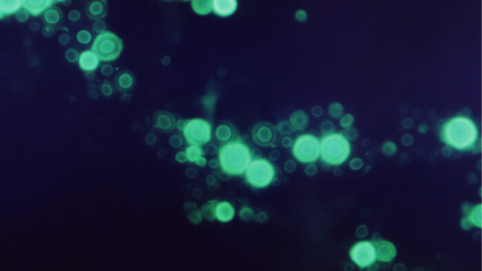 カラゲニン足浮腫モデルを用いた抗炎症作用評価試験の画像1