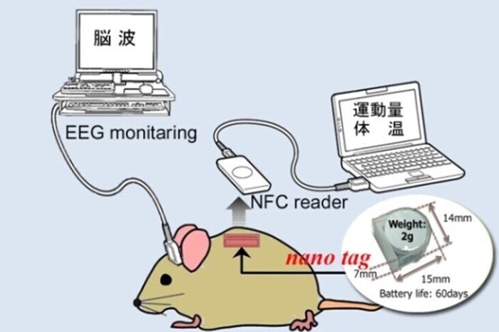 ラット脳波測定による睡眠覚醒評価の画像1