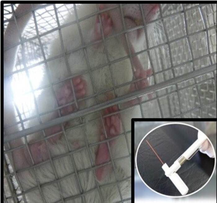 げっ歯類を用いた疼痛評価の画像1