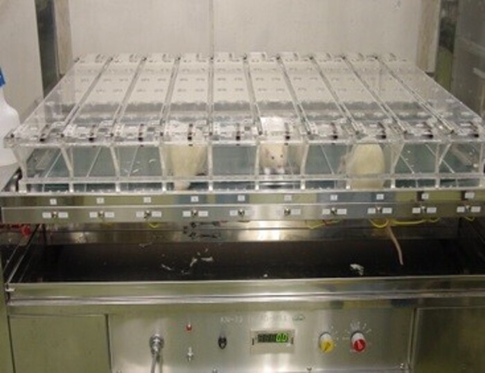 トレッドミル強制走行によるラットの抗疲労効果評価試験の画像1