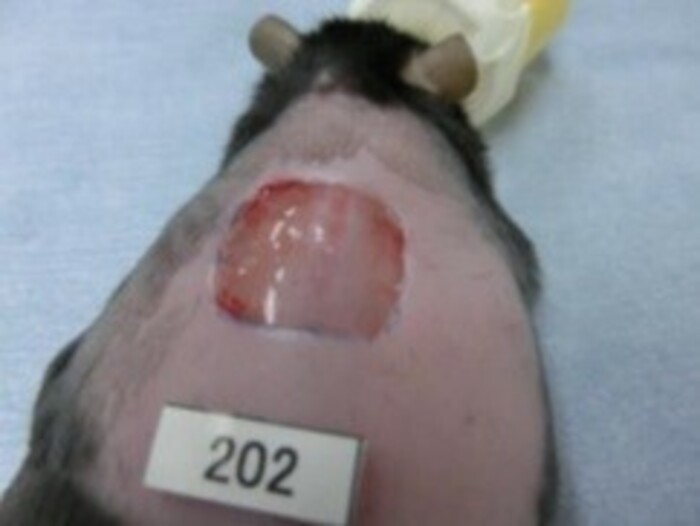 難治性皮膚潰瘍モデルマウスを用いた薬効評価試験の画像1