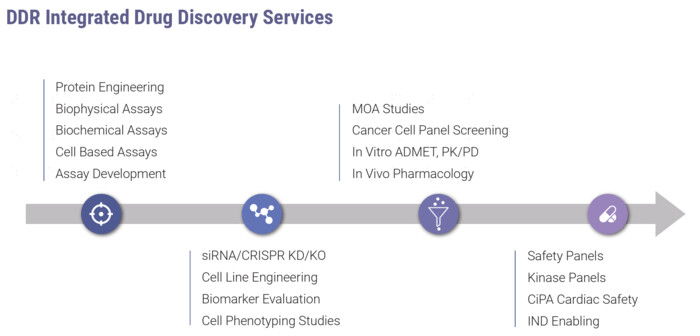 DNA複製 & 修復アッセイの画像1