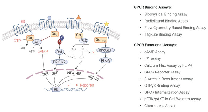 GPCRアッセイの画像1