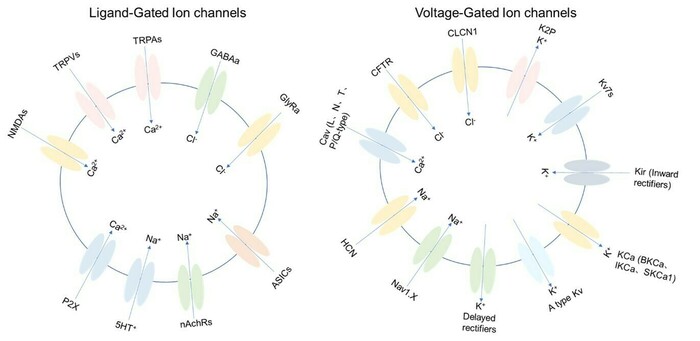 イオンチャネルアッセイの画像1