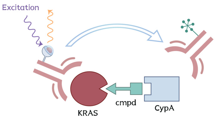 KRAS関連アッセイの画像1